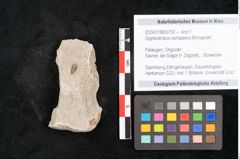 Foto (Objekt + Etikett) von Glyptostrobus europaeus Brongniart (NHMW-GEO-2024-0188-6752)